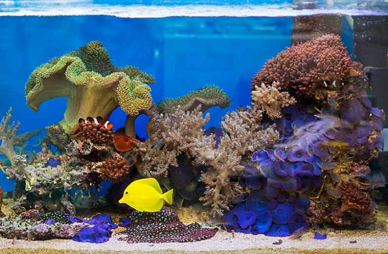 Unveiling the Underwater Slumber How Do Fish Sleep in Their Aquariums