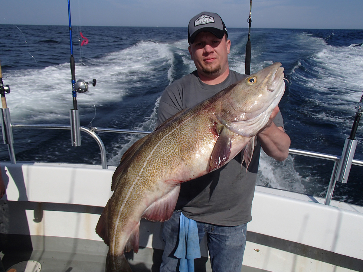 Is Cod the Same as Cheap Fish Tank Pollock? CelestialPets