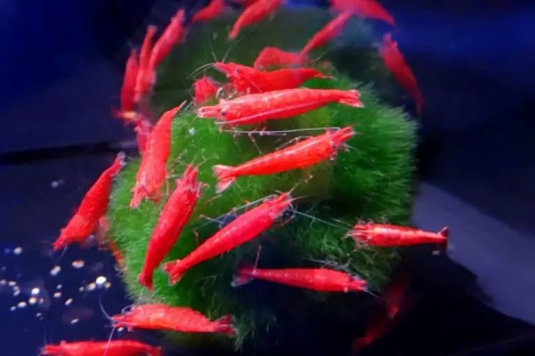 How Long Do Moss Balls Last in a Fish Tank CelestialPets