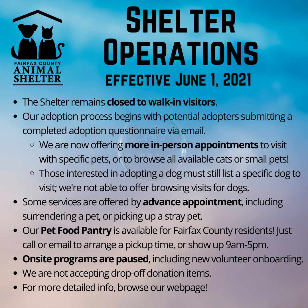 The Benefits Of Quarantine A MustKnow For Pet Adopters CelestialPets