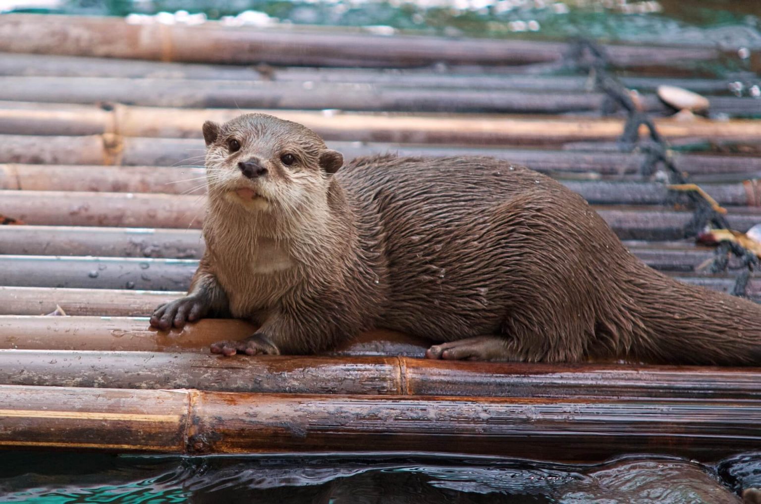 Why Otters Are Some Of The Happiest Creatures On Earth CelestialPets