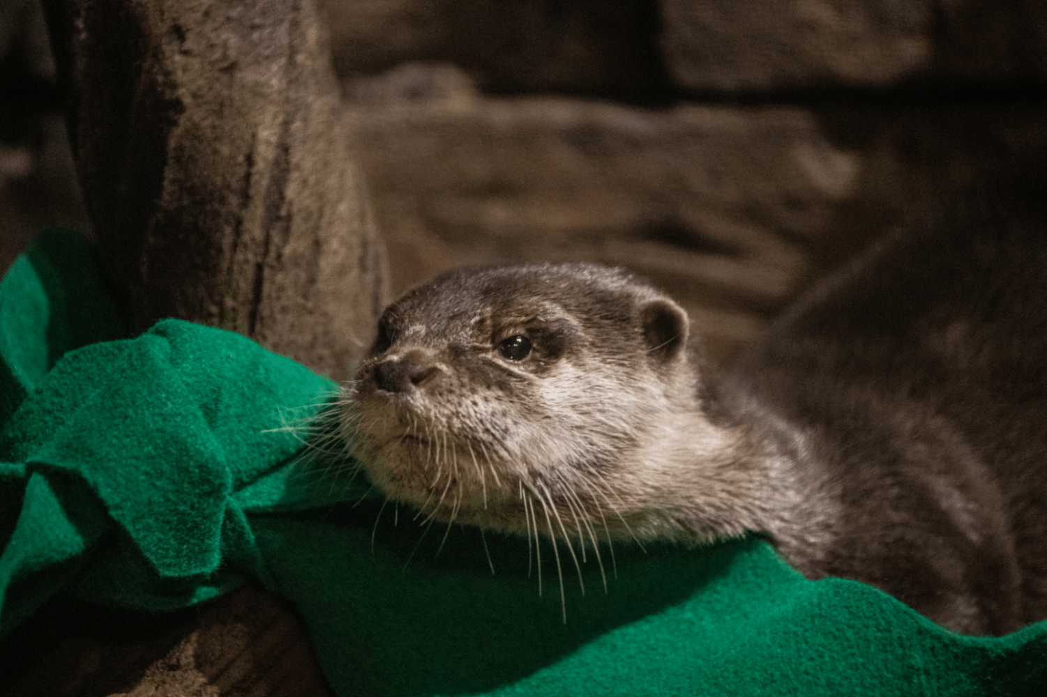Are Otters Good Pets For Your Aquarium? CelestialPets