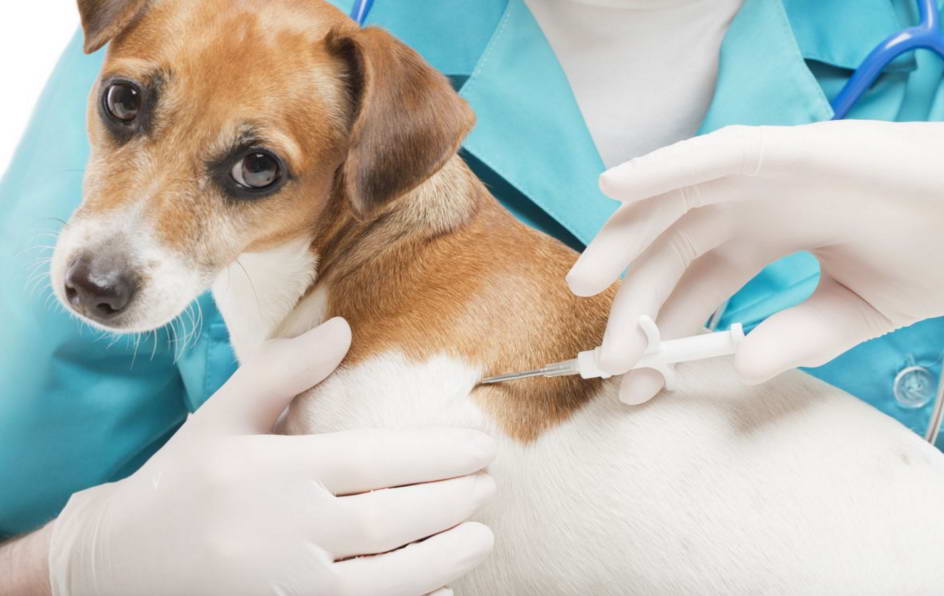 Find The Perfect Pet Care Provider In Salem Oregon CelestialPets