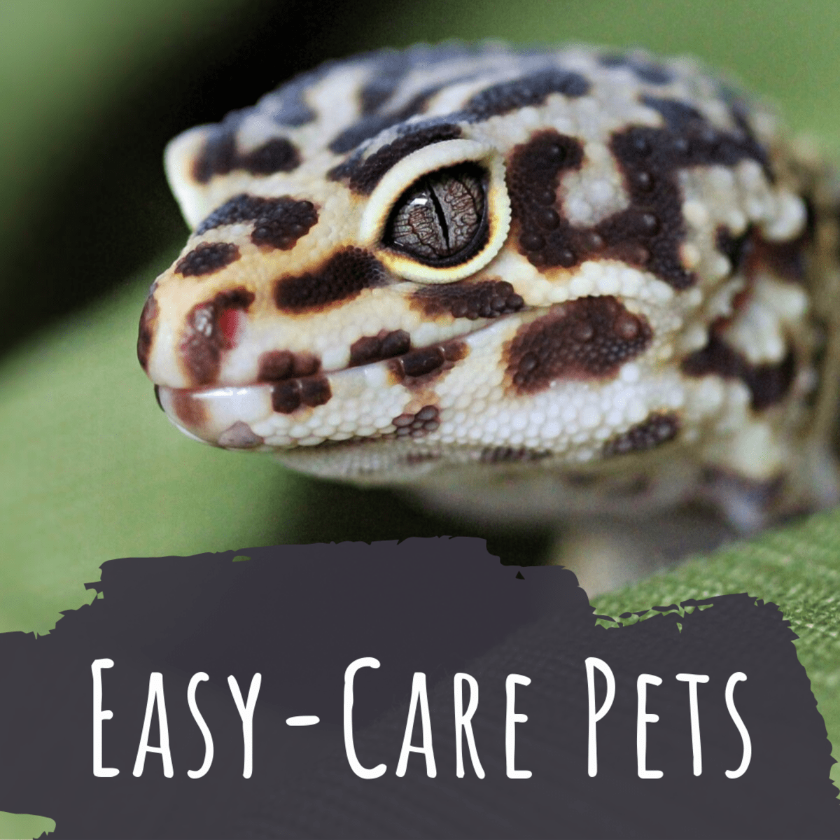 How To Take Care Of Your Pet Snake CelestialPets