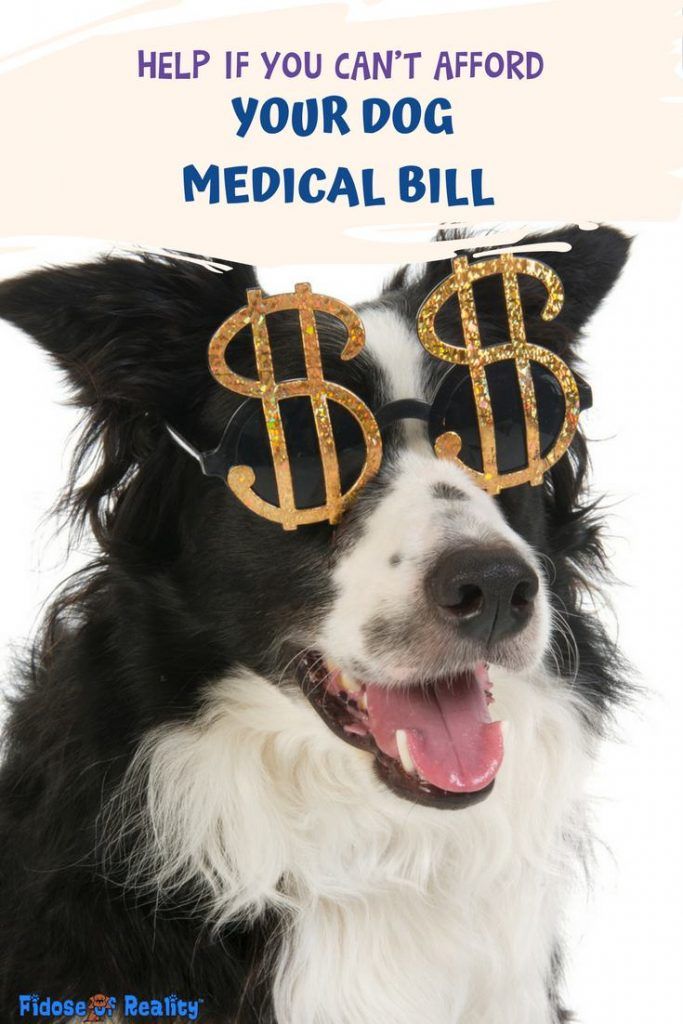 Looking For A Qualified Pet Sitter? Check Out Care Com! CelestialPets