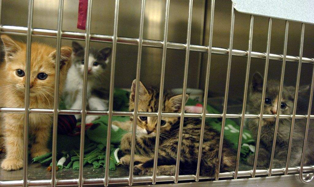 Will County Animal Shelter Hours A Guide To Helping Animals In Need