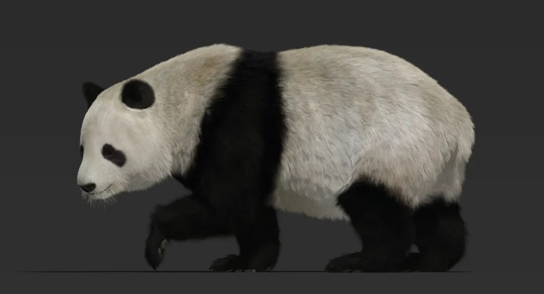 Giant Panda (Fur) Rigged CGHero