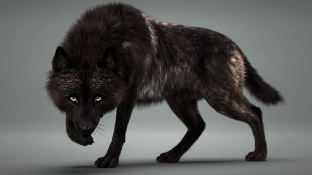 How To Get Black Wolf Fur at Hector Velazquez blog