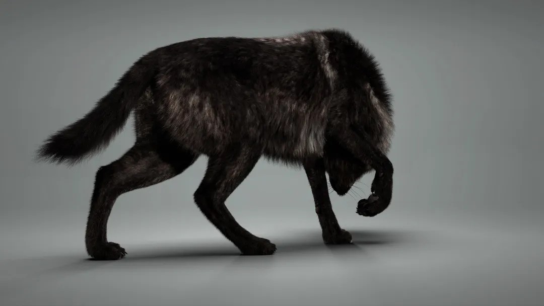 Black Timber Wolf (Fur) Rigged CGHero