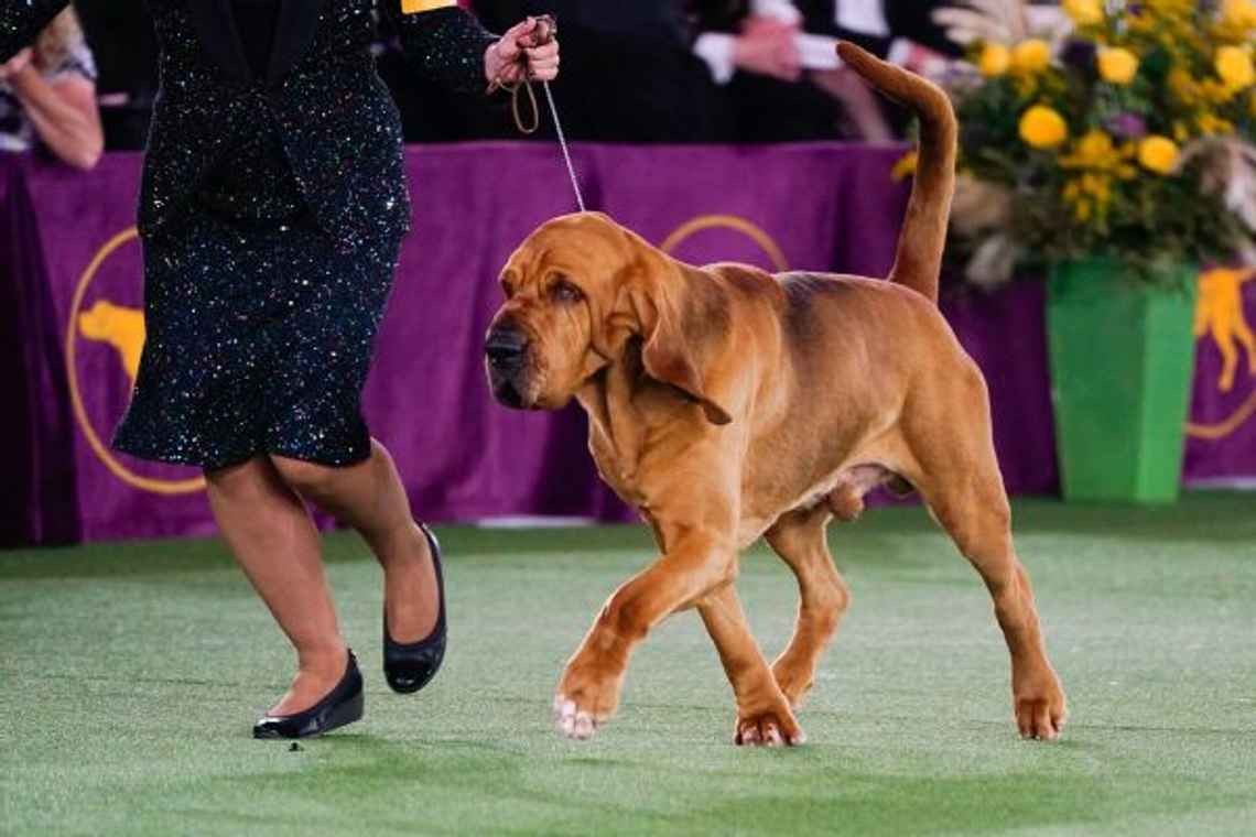 Trumpet the bloodhound wins Westminster Kennel Club Dog Show; French