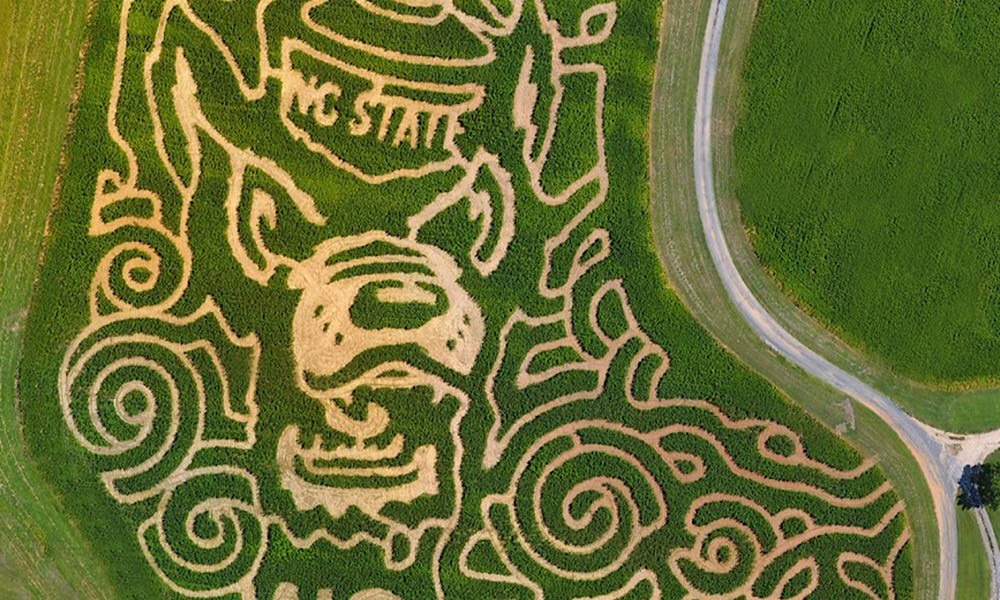 Check Out This NC State Themed Corn Maze!