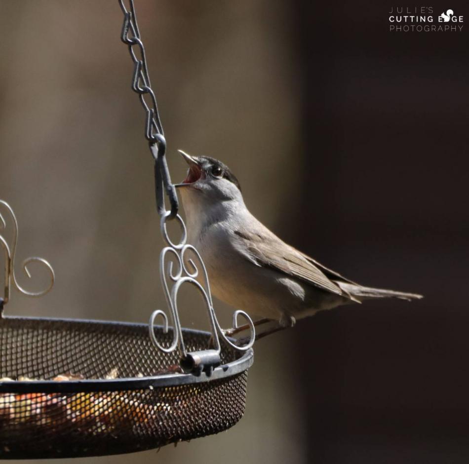 How to get birds to nest in my garden? » Chirp Birding The Social