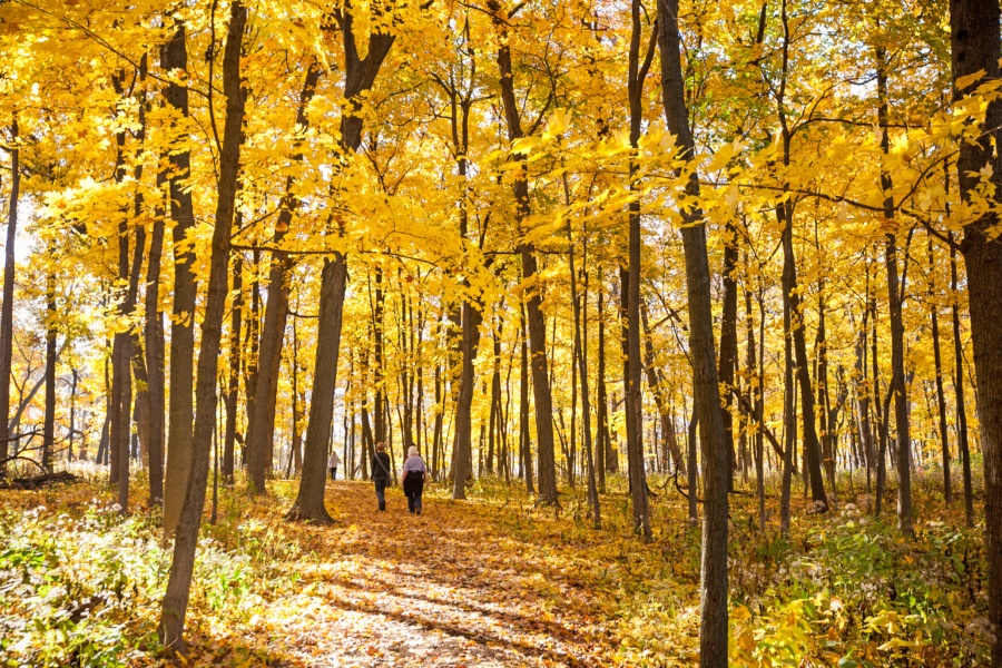 20+ Things to Do in Chicago This October Choose Chicago