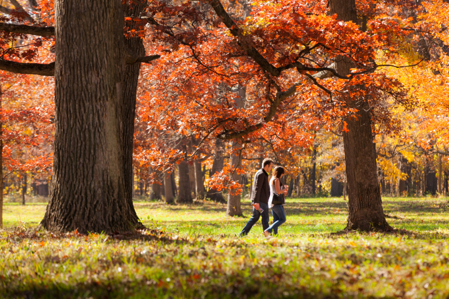 Where to see fall colors in and around Chicago Choose Chicago