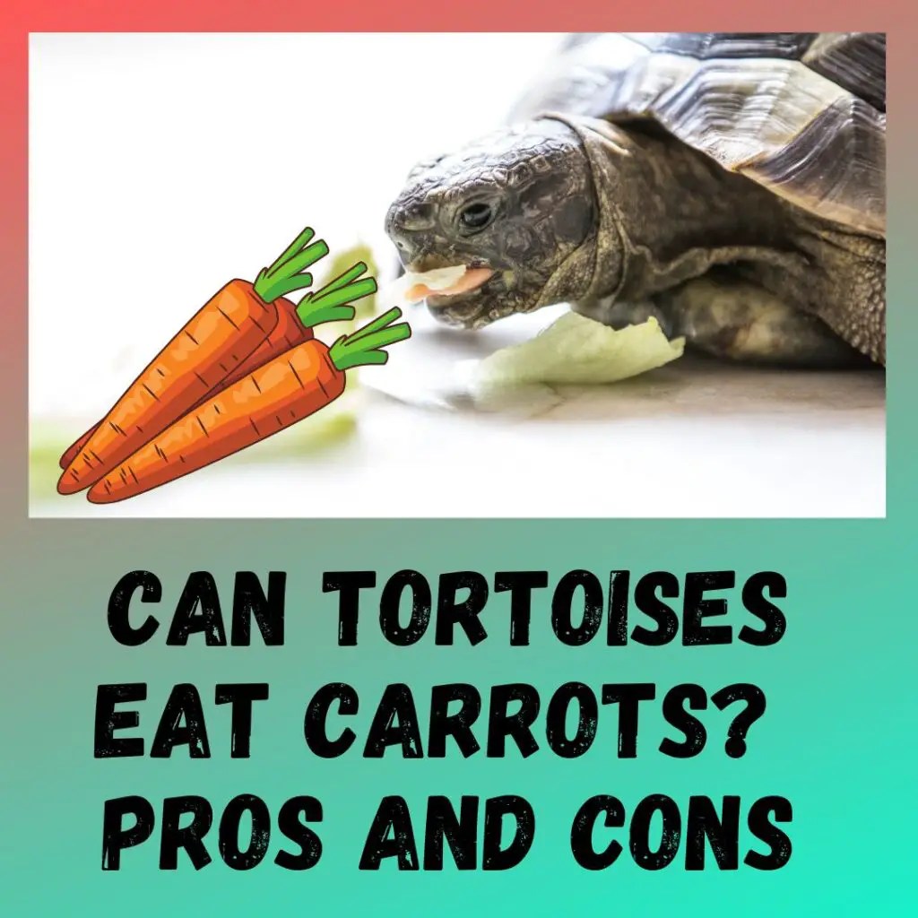 Can Tortoises Safely Consume Carrot Greens?