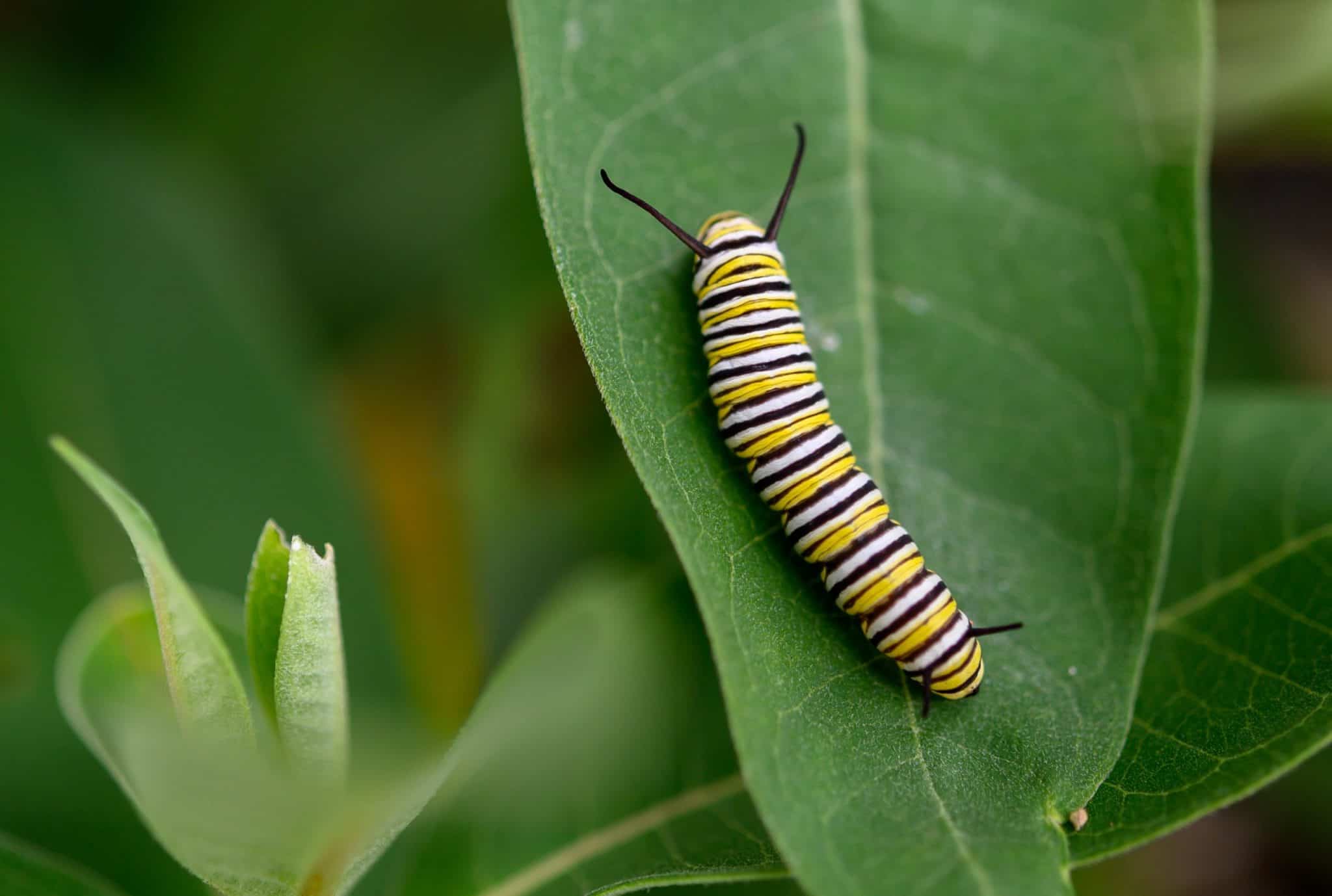 Unveiling the Culinary Preferences of Monarch Caterpillars A Deep Dive