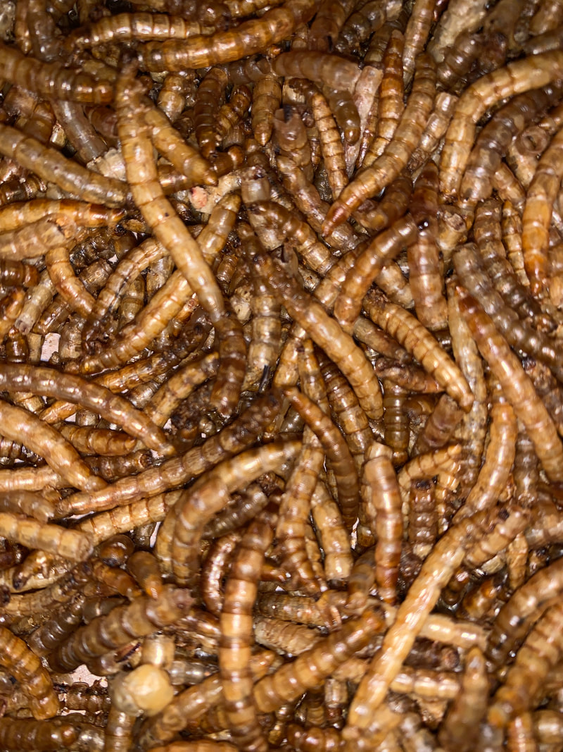 The Dangers Of Eating A WormContaminated Salad Learning How To Safely