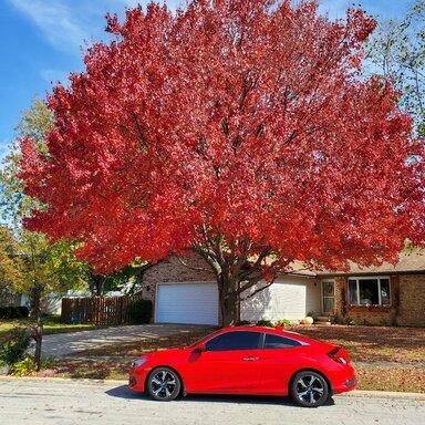 (Resolved) Parasitic Battery Drain | 2016+ Honda Civic Forum (10th Gen