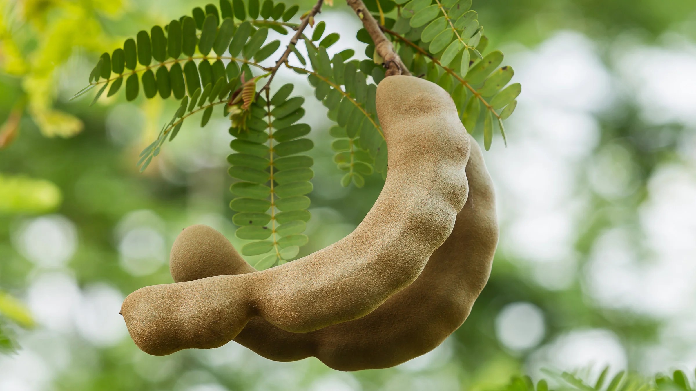 Green Tamarind Fruit