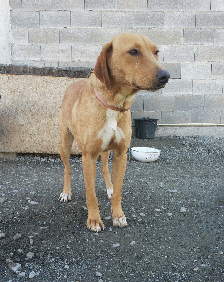 Cyprus Dog Pin by Julia Haldane on Cyprus puppies Labrador