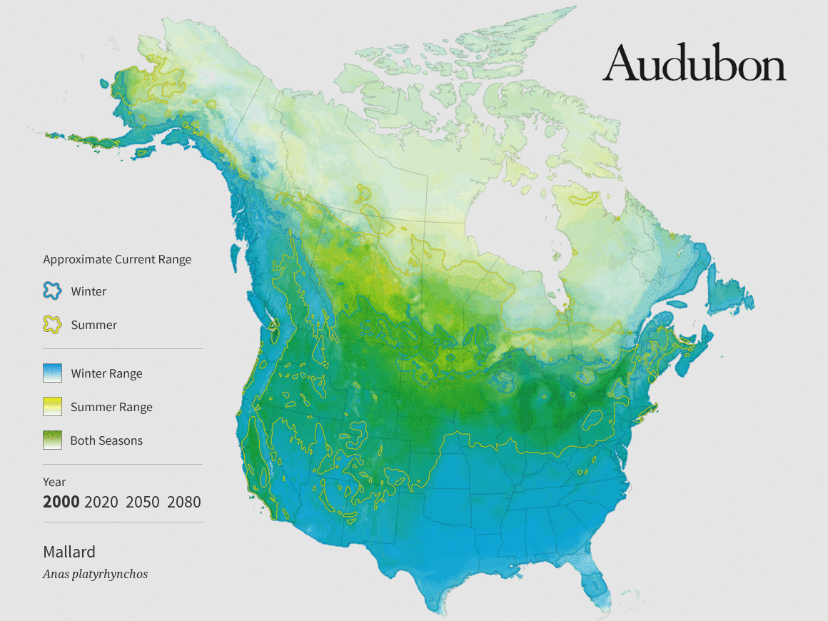 Mallard Audubon Minnesota