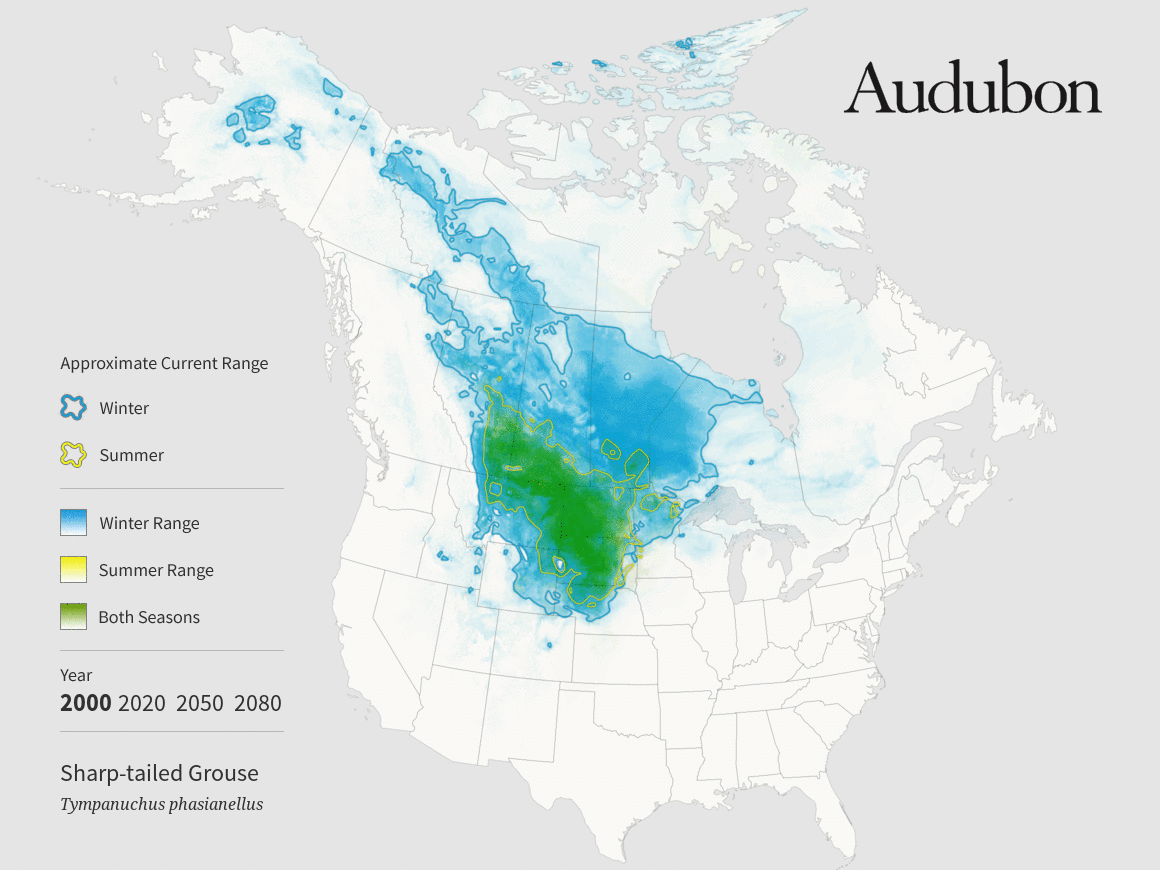 Sharptailed Grouse Audubon Minnesota