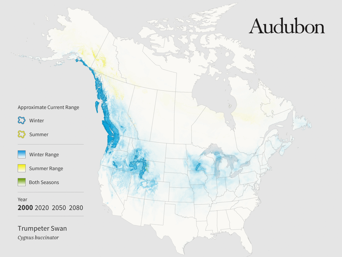 Trumpeter Swan Audubon Minnesota