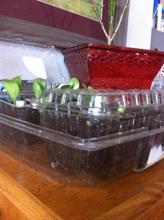 Are Plastic Spinach Containers Recyclable? Exploring Recycling Tips And