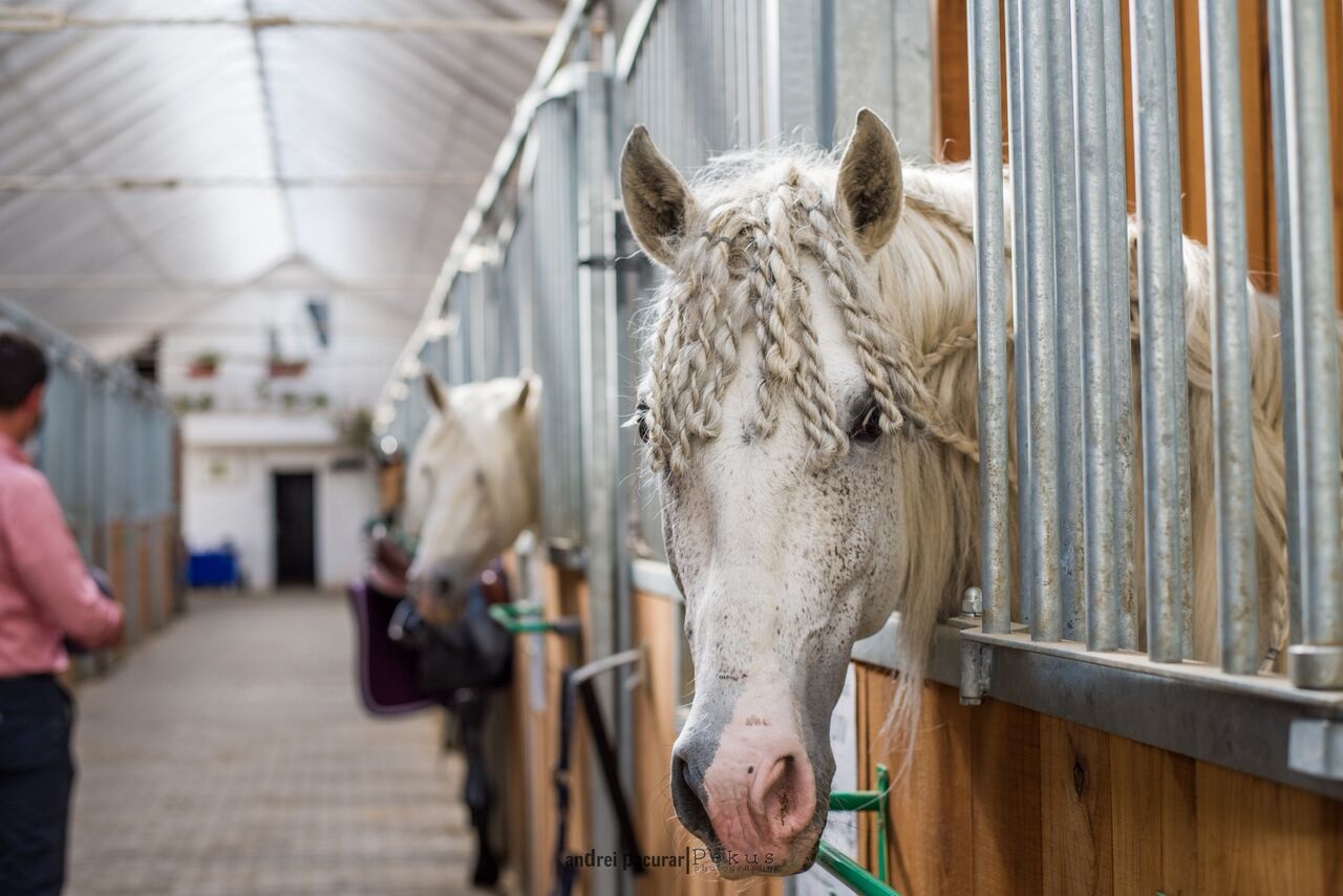 Competiția Internațională Salina Equines Horse Trophy