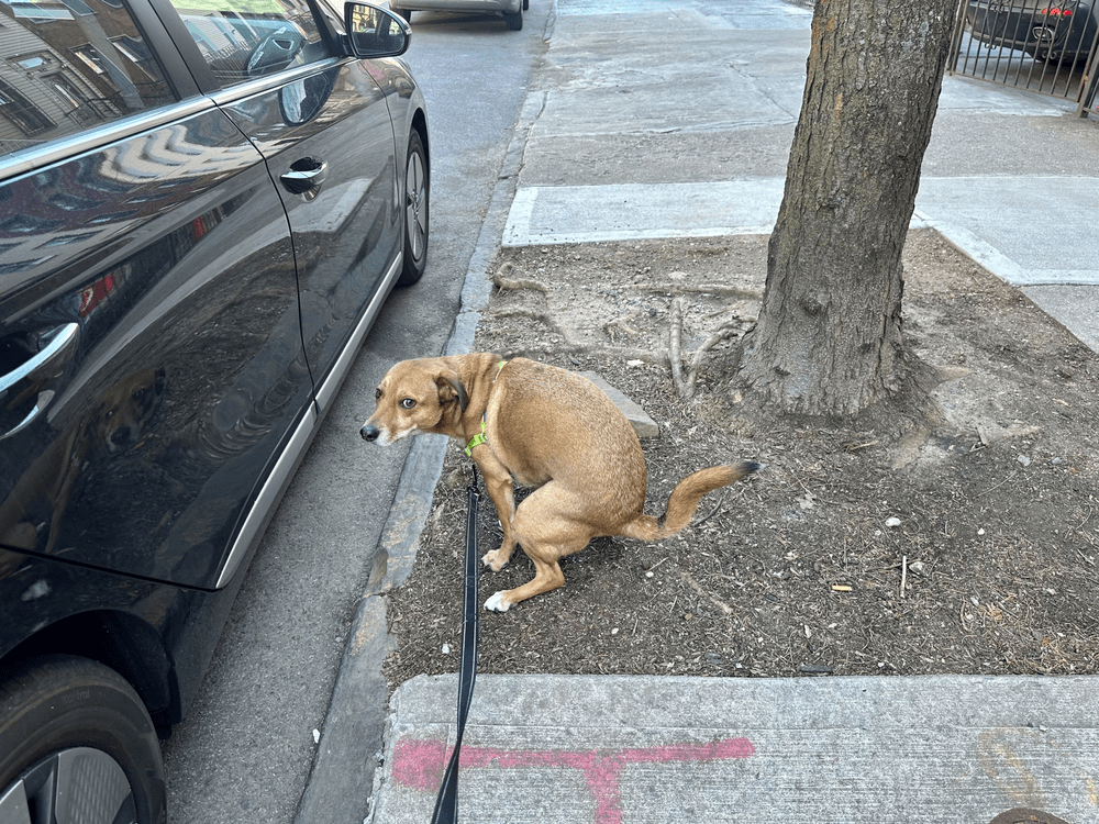 NYC's sidewalks covered in dog poop, rule for pickup hardly enforced