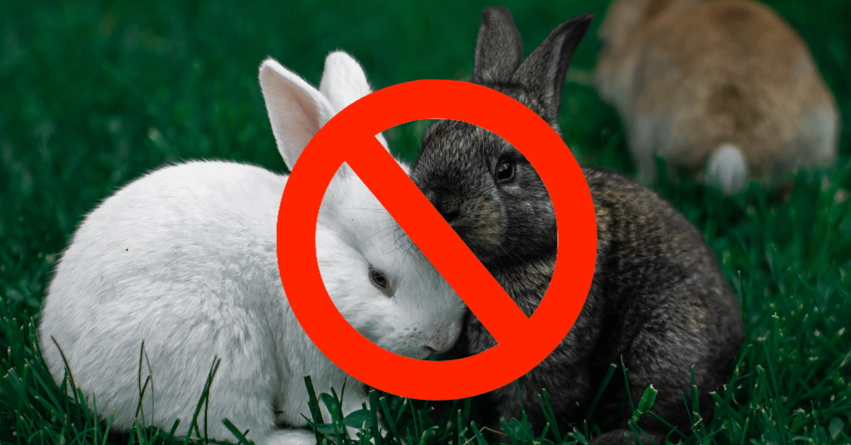 Stop gifting rabbits as pets, especially to young children Singapore