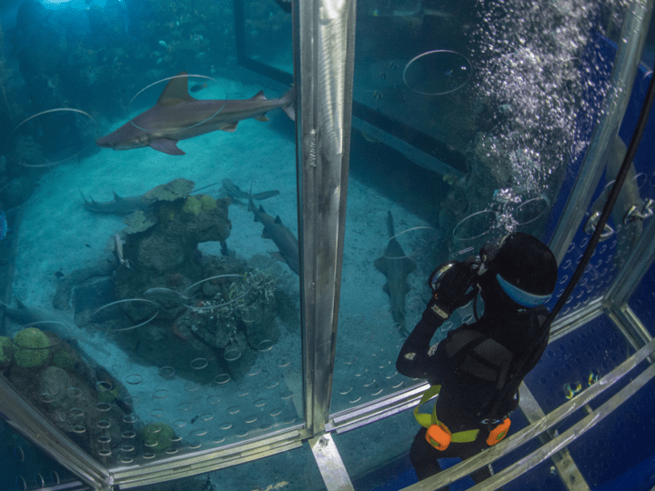 Dive With Sharks at Denver’s Downtown Aquarium Colorado Parent
