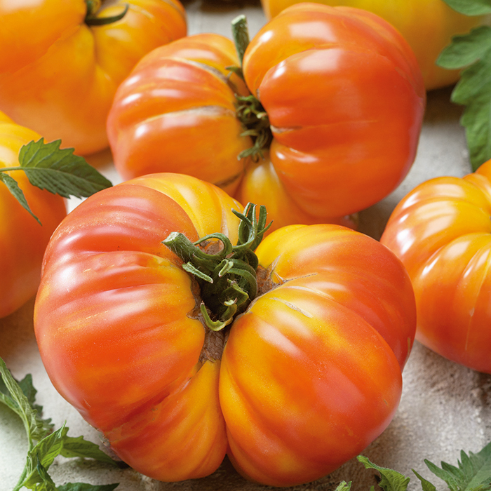 Tomato, Oaxacan Jewel , Seed Starting Totally Tomatoes