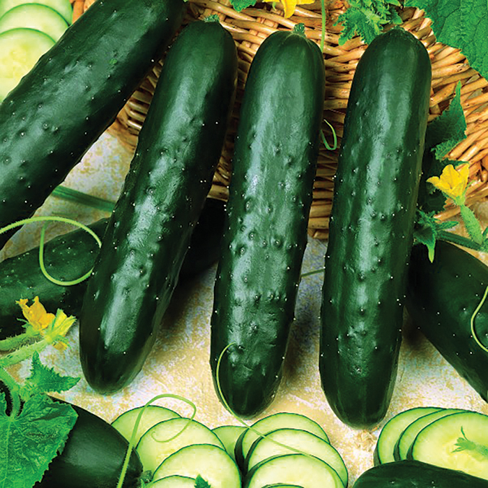 Cucumber, Burpless Supreme Hybrid, New Items Totally Tomatoes