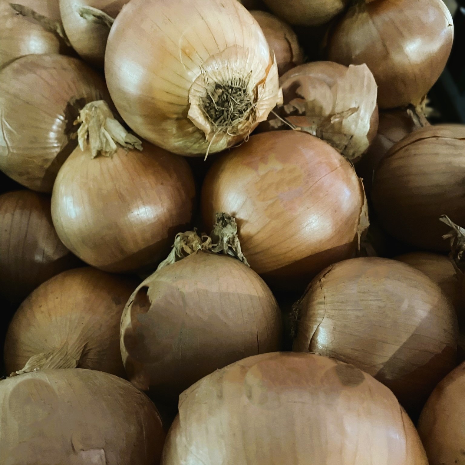 Onions Spanish, Fresh Produce South Naples Citrus Grove