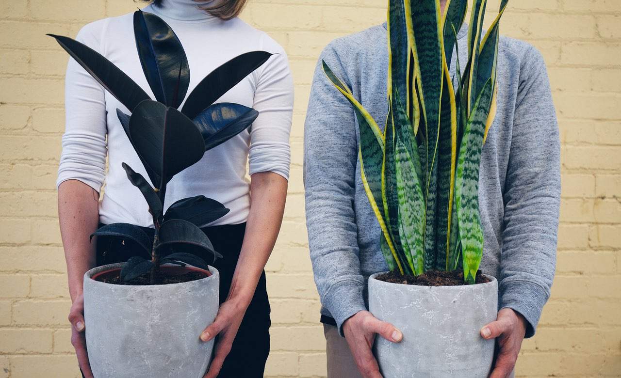 Windsor Plant Sale, Melbourne