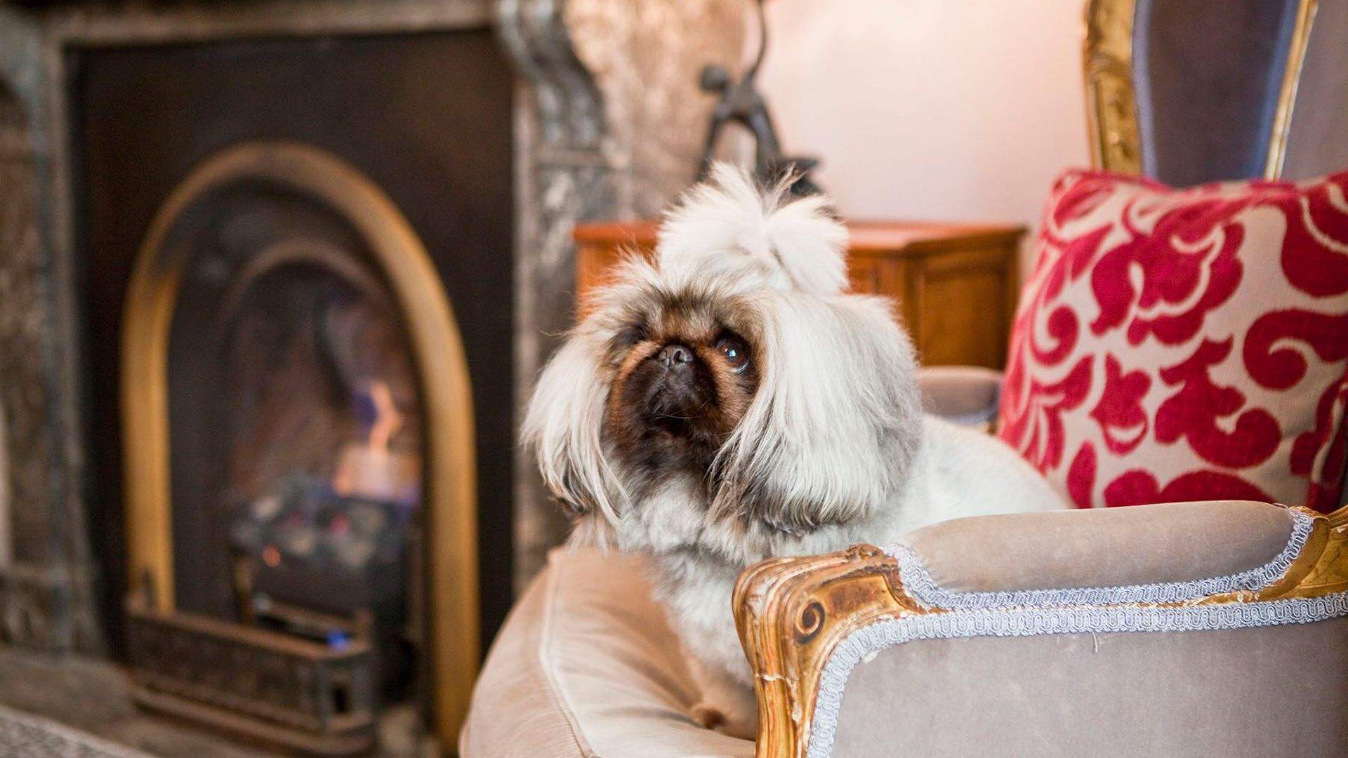 The Ten Best DogFriendly Hotels in Sydney for 2023