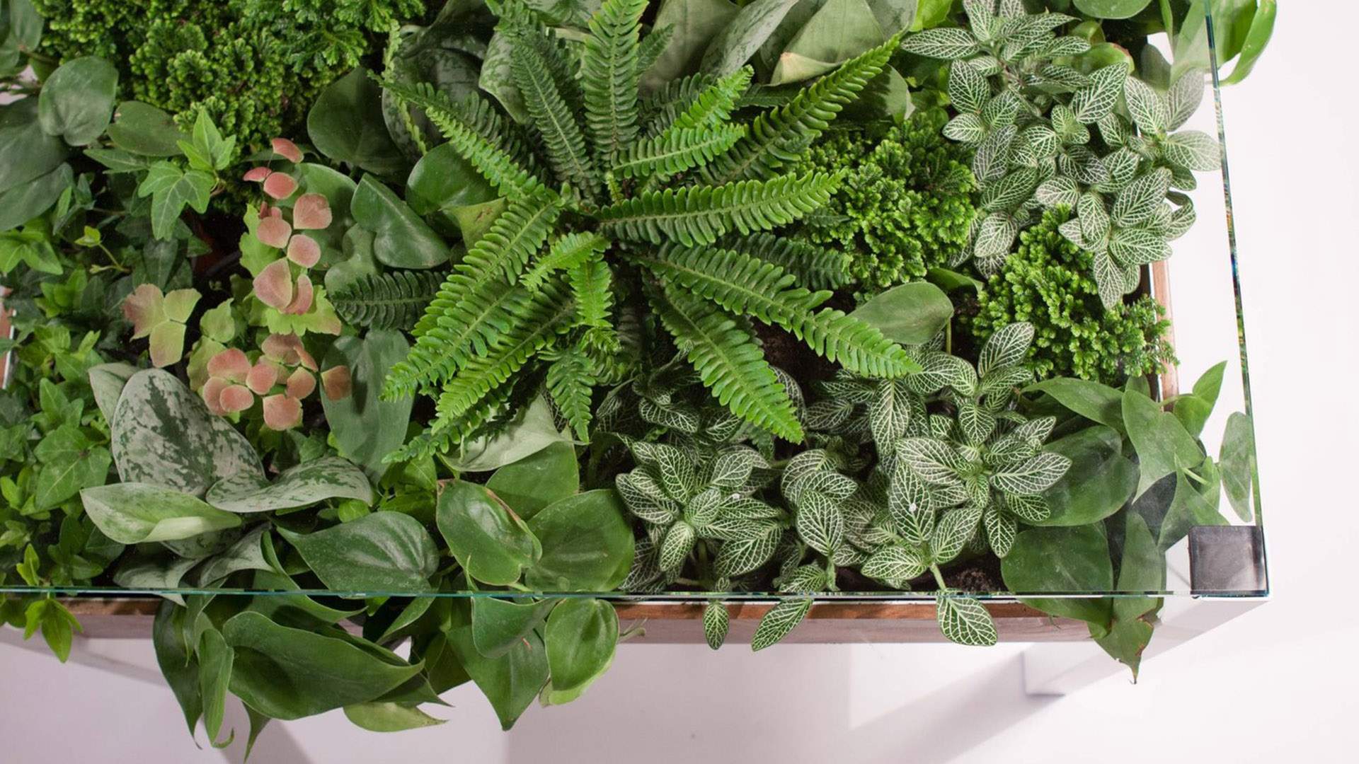 This GreeneryFilled Table Turns An Indoor Garden Into a Living Work of