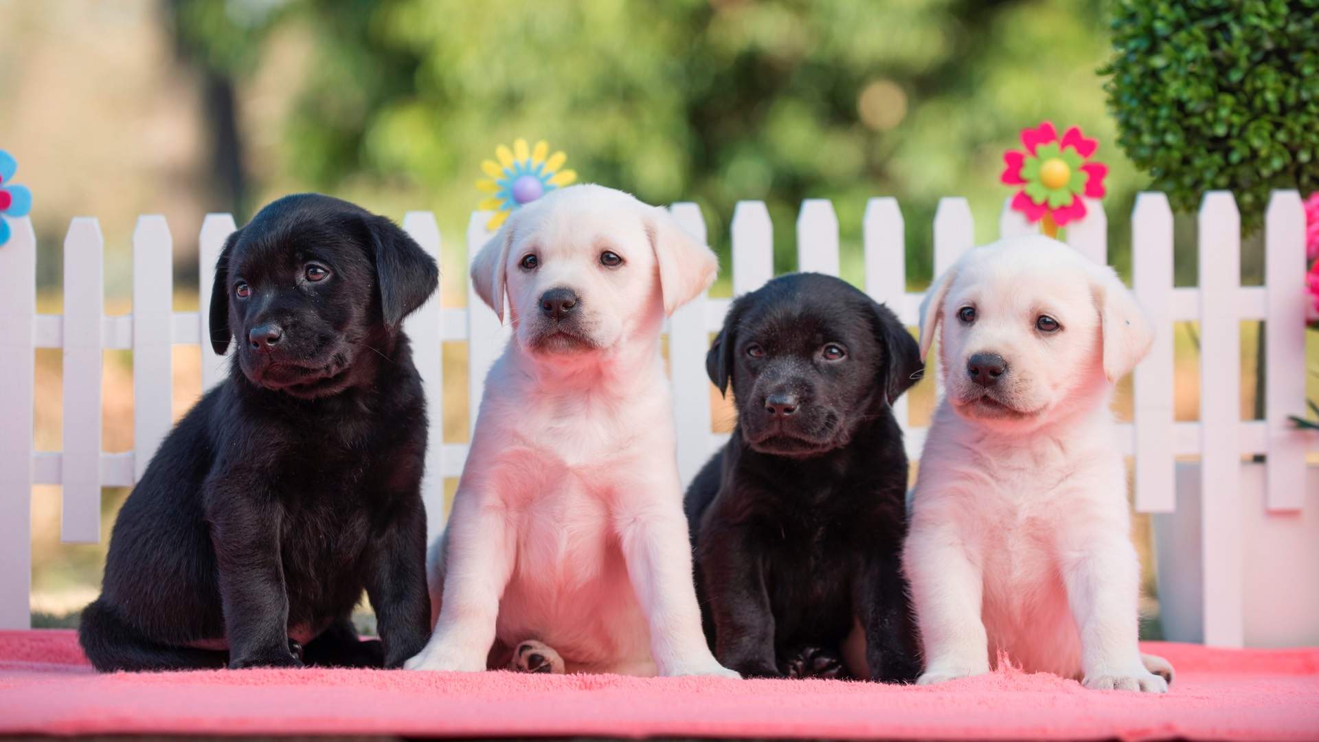 Sydney, You're Up Guide Dogs NSW Wants You to Look After These Adorable New Pups Concrete