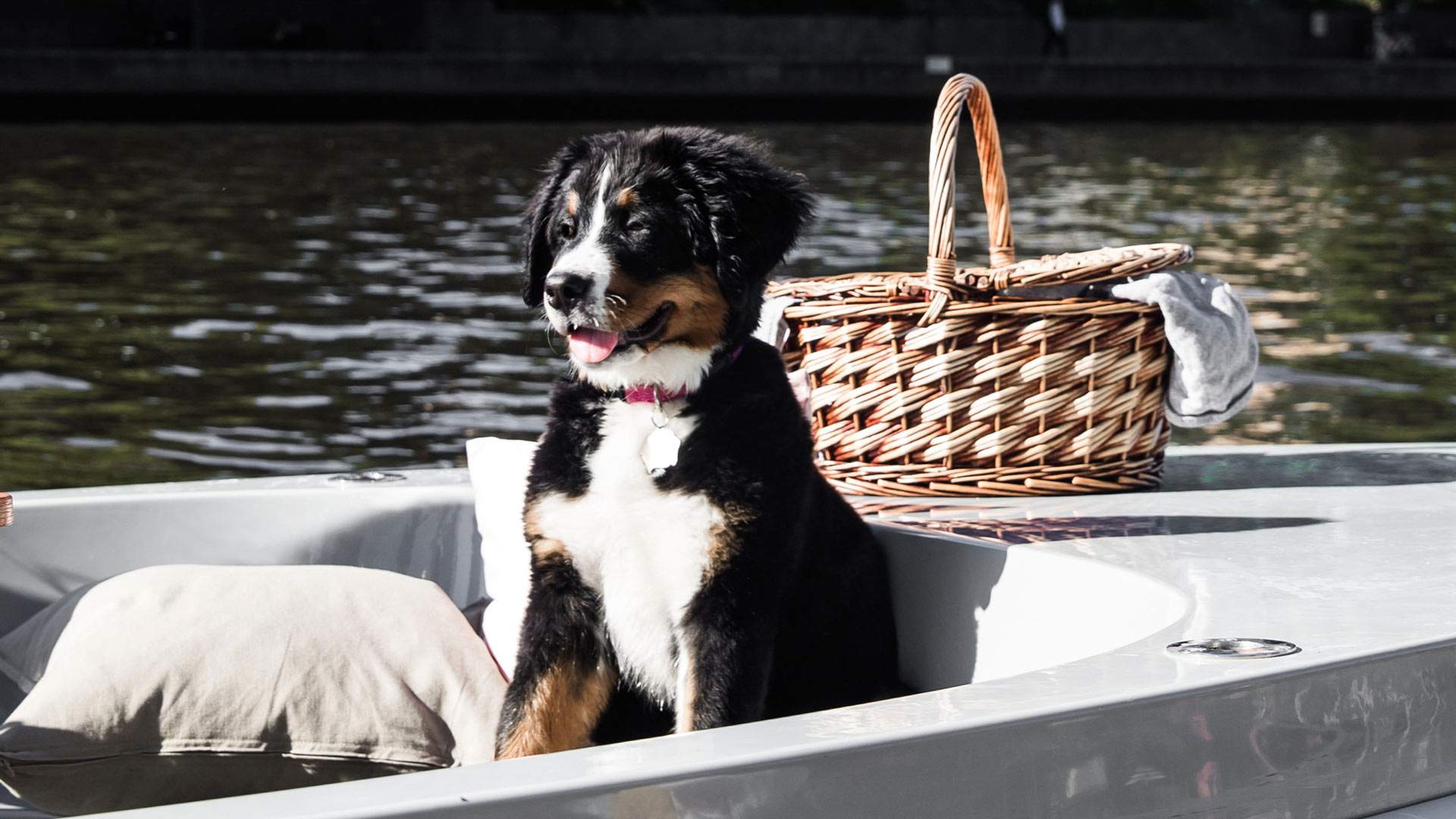 Melbourne's PetFriendly BYO Picnic Boats Are Now Setting Sail From the