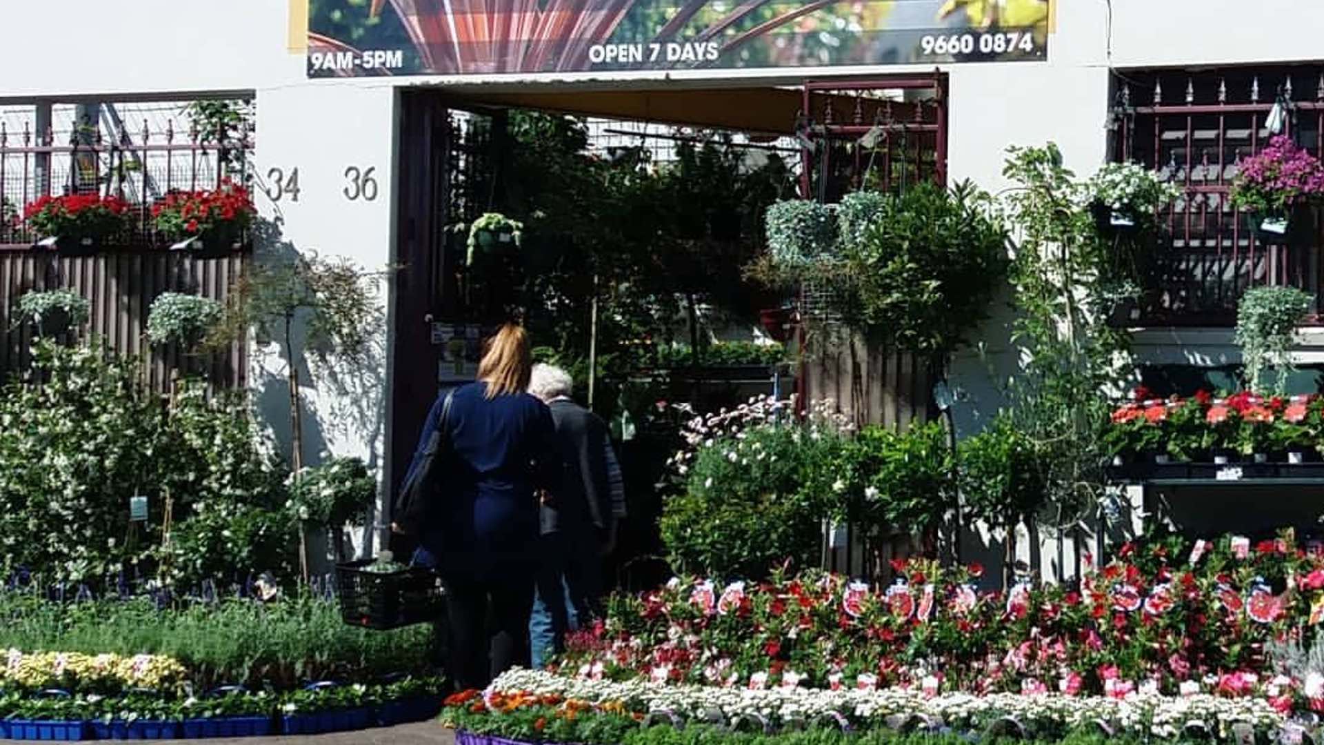 The Best Places to Buy and Order Plants in Sydney Concrete Playground