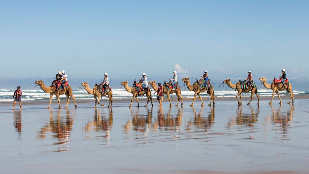 Adventure Camel Rides Concrete Playground