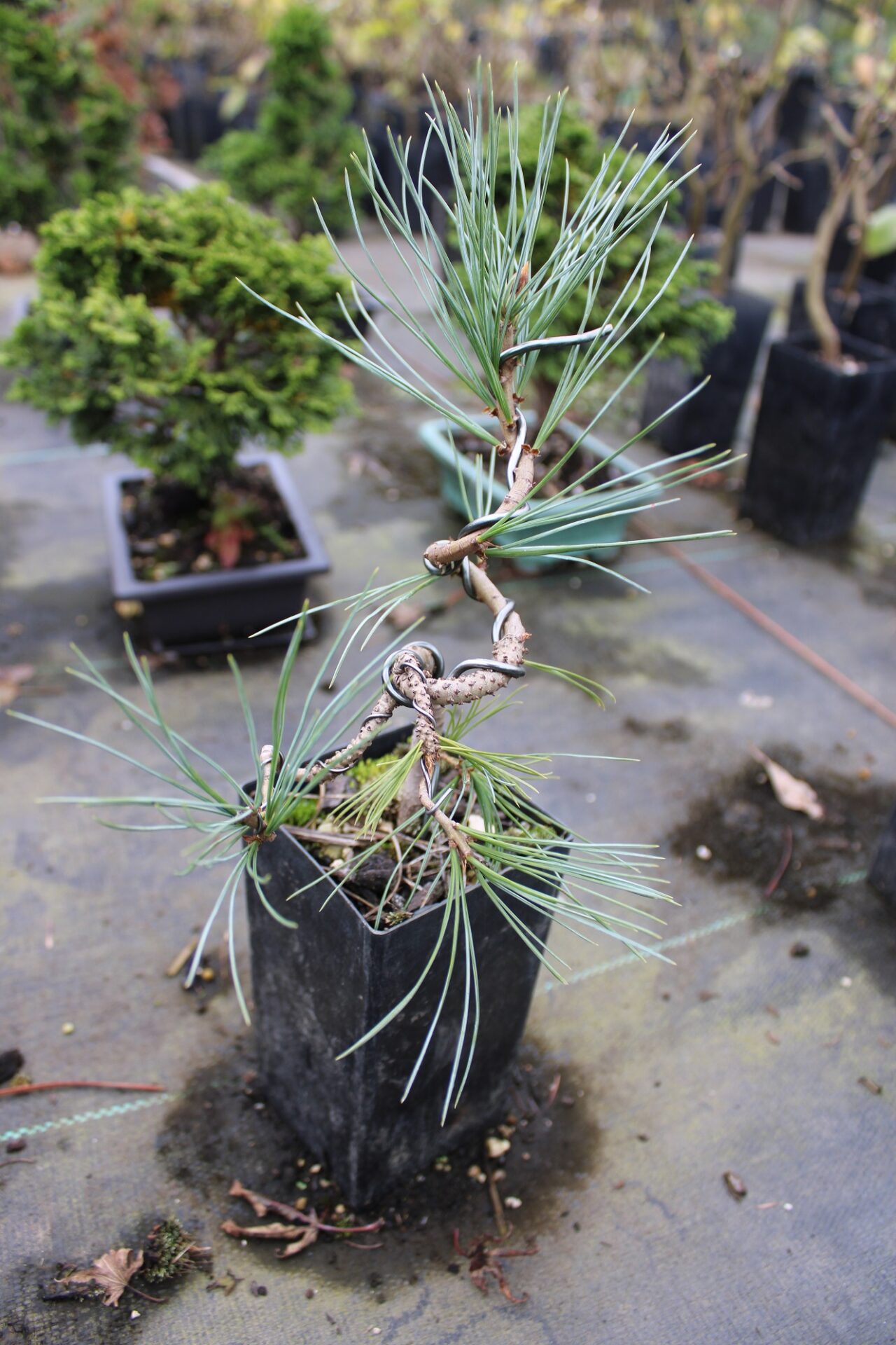 Southwestern White Pine (Pinus strobiformis) Conifer Kingdom