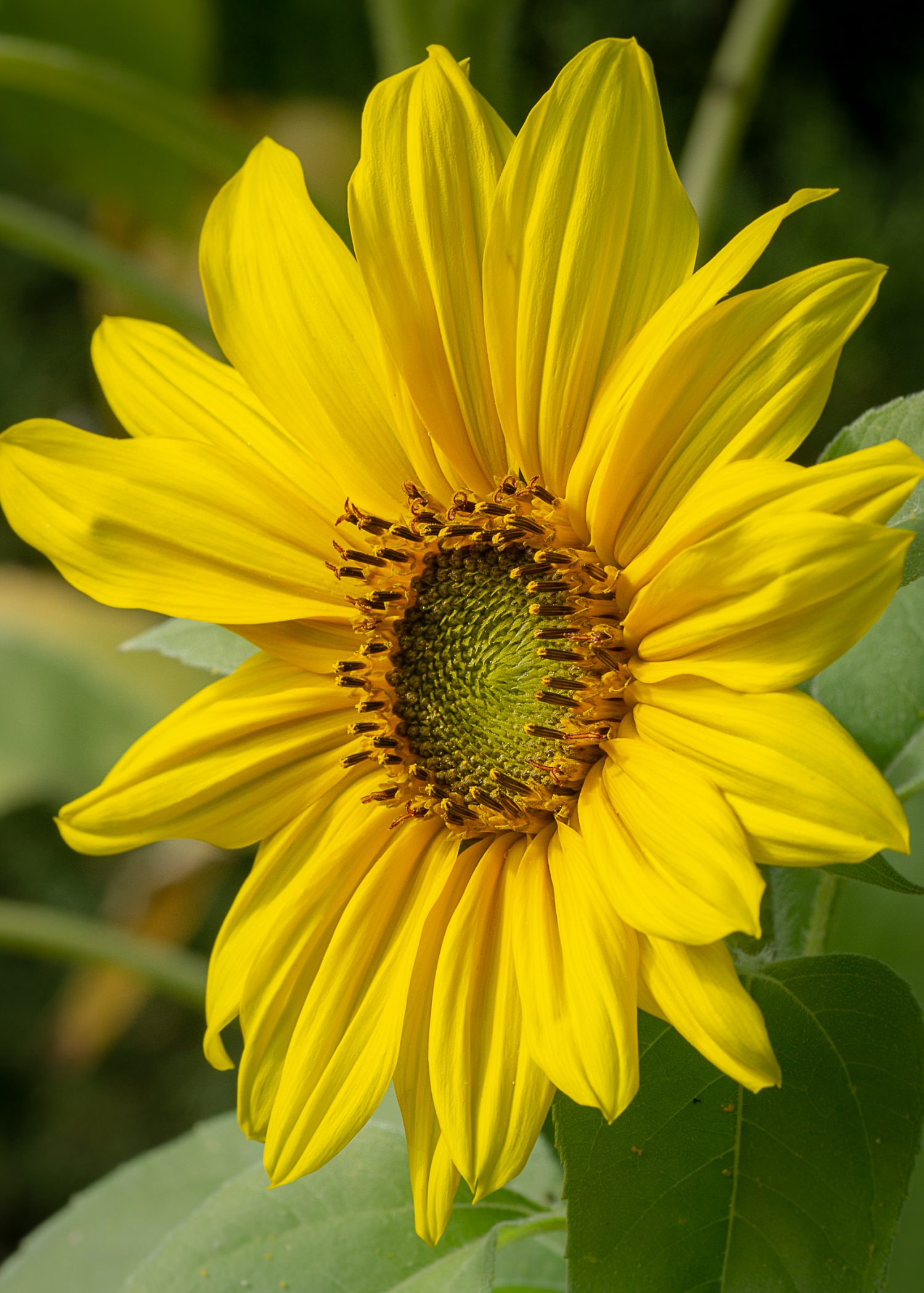 Three MegaTips To Outstanding Flower Photos! Contrastly