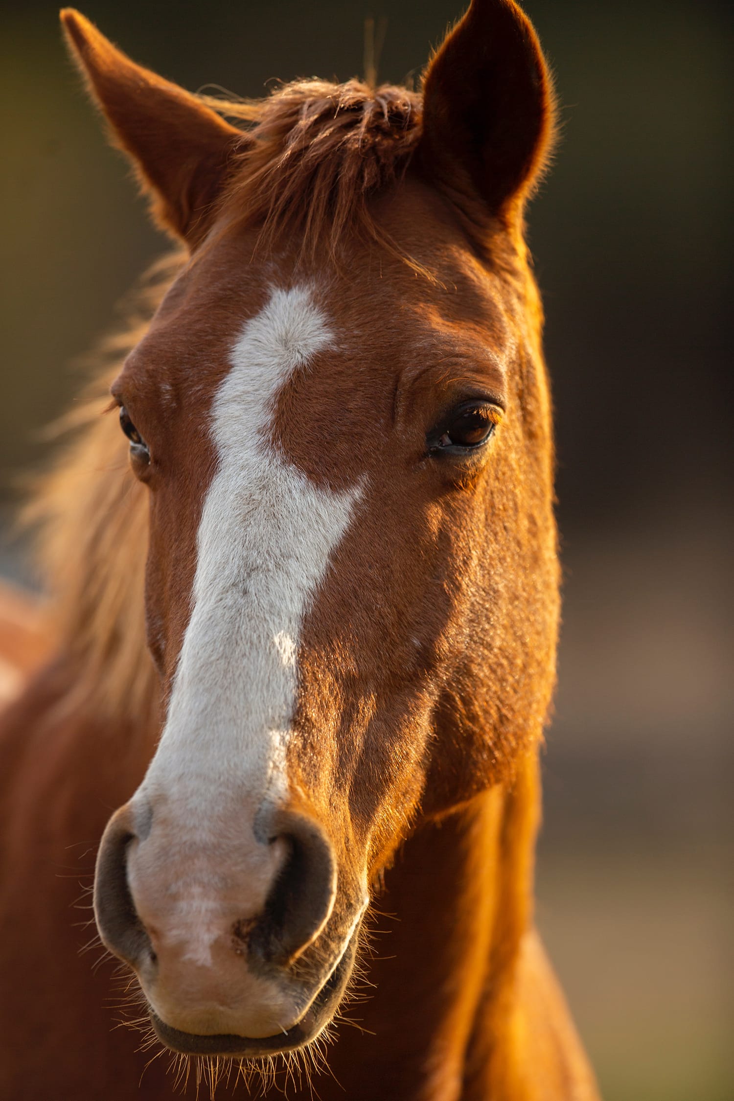 The 12 Best Horse Photography Tips and Tricks Contrastly