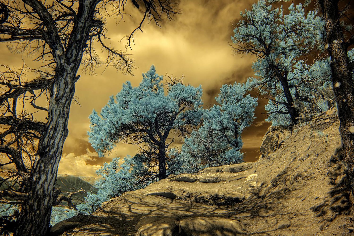 An Introduction to the Amazing World of FullSpectrum Photography Contrastly