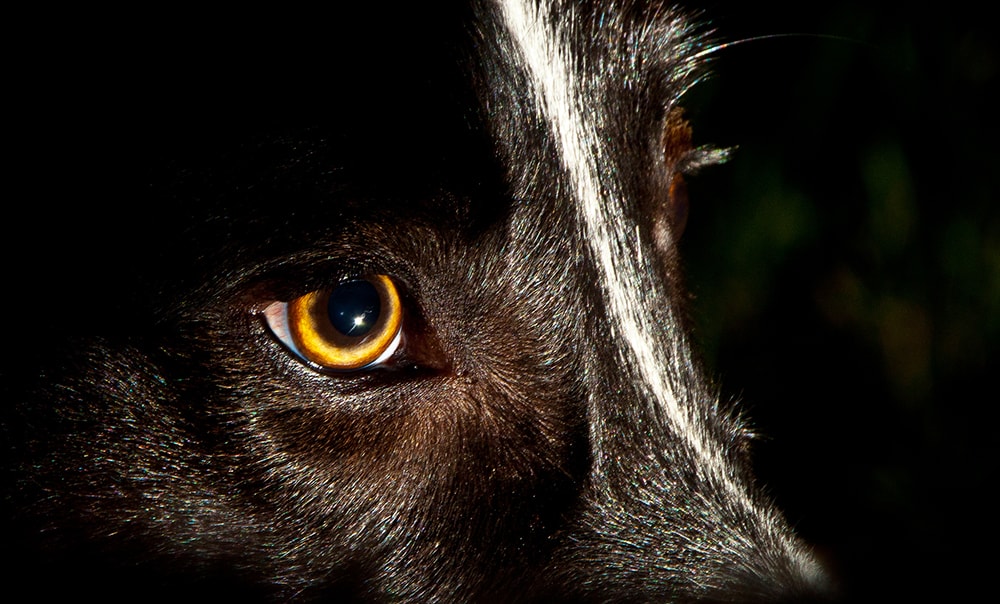 How To Master Your OnCamera Flash Contrastly