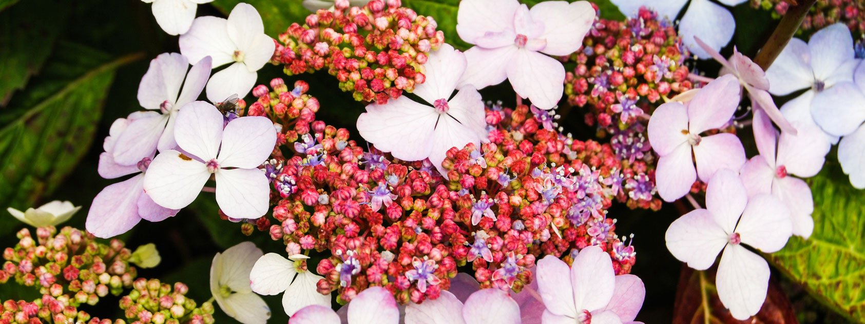 Le piante che proteggono dal vento. Le specie frangivento Cose di Casa