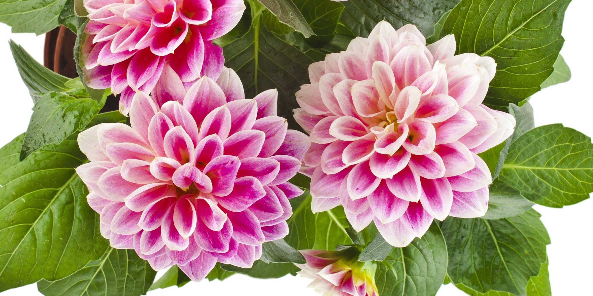 Coltivare le dalie a giugno Cose di Casa