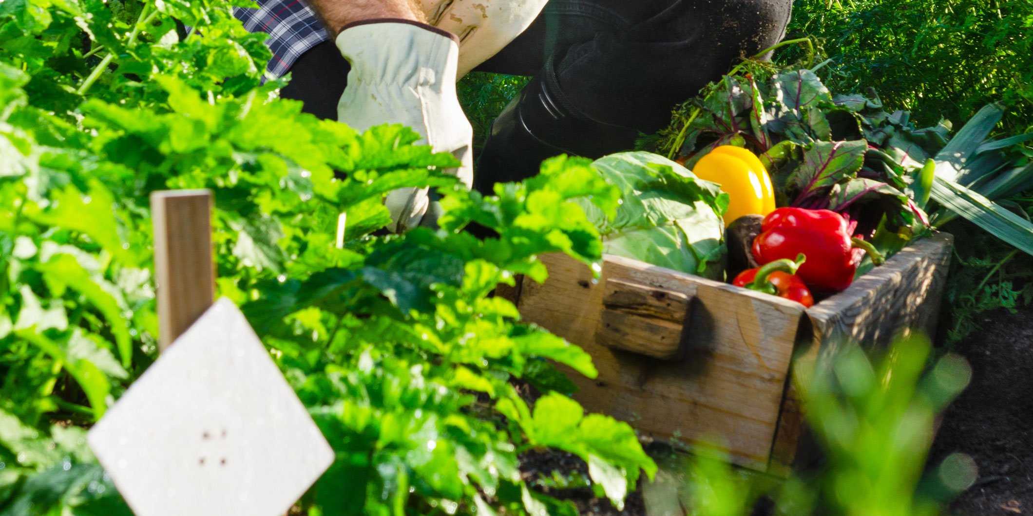 Nell’orto, raccolti per tutta la stagione estiva Cose di Casa